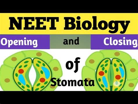 Mechanism Of Opening And Closing Of Stomata In Hindi YouTube