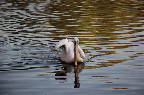 Vogel Wasservogel Pelikan Kostenloses Foto Auf Pixabay Pixabay