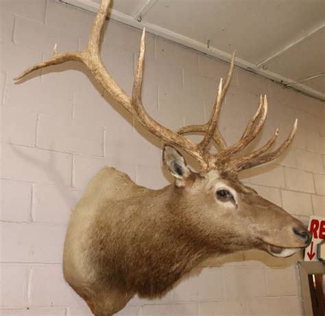 Bull Elk Shoulder Mount Auction