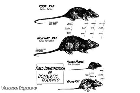 Rat Poop Vs Mouse Poop: Everything You Need To Know