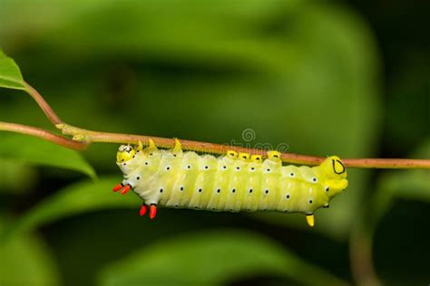 Promethea Silkmoth Caterpillar Stock Photo Image Of Colors Foraging