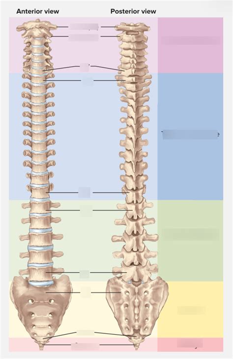 Vertebral Column Diagram Quizlet