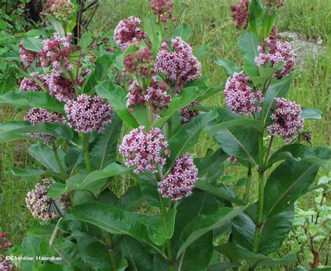 When Is The Best Time To Plant Milkweed Seeds Nature Blog Network