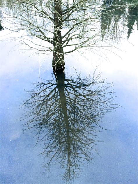 Kostenlose Foto Landschaft Baum Wasser Natur Gras Ast Schnee