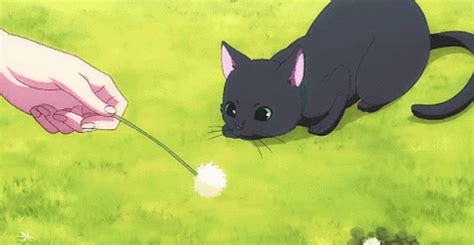 Anime Cat S