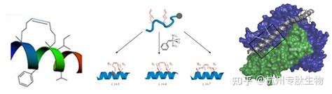 通过质谱法表征环肽、订书肽和支链肽 知乎