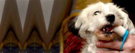 how to keep dogs teeth clean without brushing