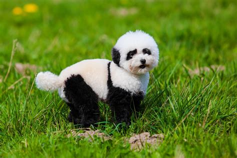 Panda Dogs - 7 Dog Breeds That Look Like Pandas! - Dog Food Care