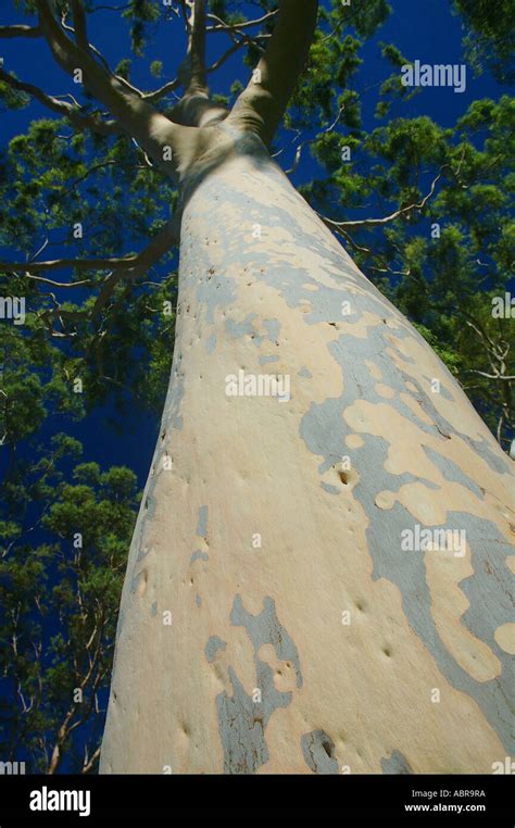 Beautiful Mottled Trunk Of A Mature Lemon Scented Gum Tree Eucalyptus