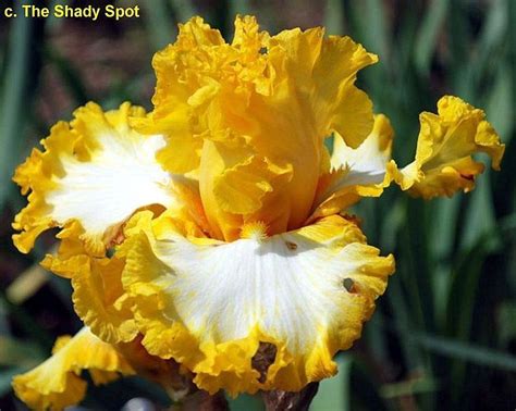 Tall Bearded Iris Iris Inspire Me In The Irises Database