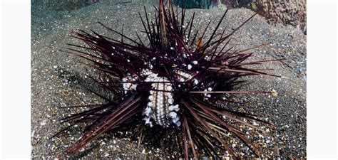 Barriera Corallina In Pericolo Nel Mar Rosso Shalom