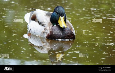 Mallard Duck Swimming On A Lake Stock Photo Alamy