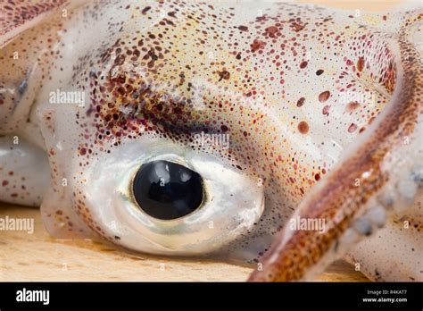 Squid Eyesight Hi Res Stock Photography And Images Alamy