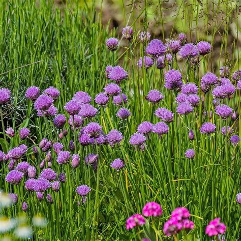 Szczypiorek Allium schoenoprasum opis wygląd wymagania uprawa i