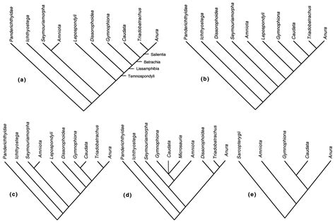 On The Origin Of And Phylogenetic Relationships Among Living Amphibians