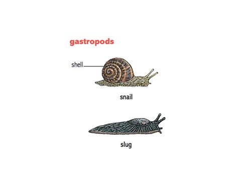 Snail Noun Definition Pictures Pronunciation And Usage Notes