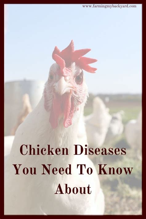 Chicken Diseases You Need To Know About Farming My Backyard