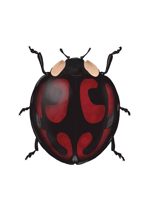 Ladybug beetle on Behance