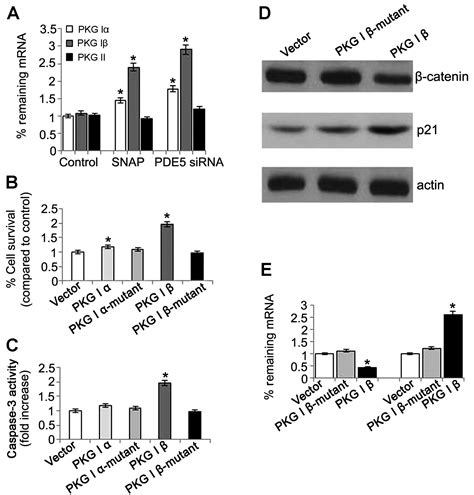 Essential Role Of The Cgmp Pkg Signaling Pathway In Regulating The