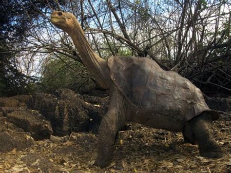 El Solitario George regresa a las Islas Galápagos