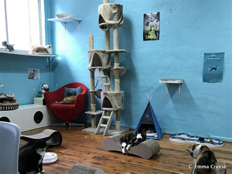 10 Of The Best Cat Cafes In The World Adventures Of A London Kiwi