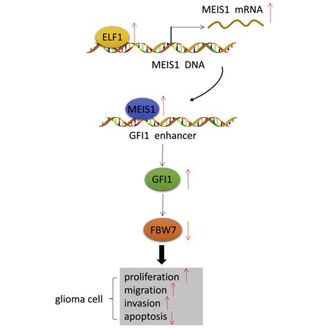 Transcription Factor ELF1 Activates MEIS1 Transcription And Then