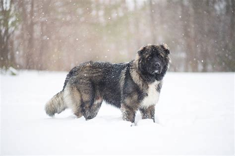 Russian Prison Dogs 101: Meet The Massive Caucasian Ovcharka