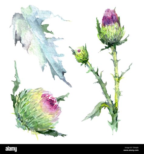 Pink Thistle Floral Botanical Flowers Wild Spring Leaf Wildflower