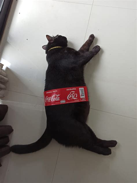 translated cats on Twitter: "Coke now has a 5 liter bottles, you know ...