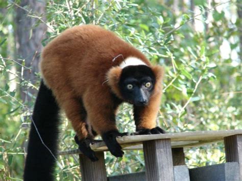 Red Ruffed Lemur Varecia Rubra At The Lemur Conservation Foundation