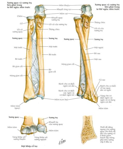Tìm Hiểu Hình ảnh Giải Phẫu Xương Cánh Tay Và Những Yếu Tố Quan Trọng