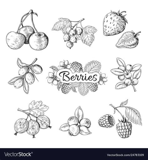 Hand Drawn Berries Cherry Blueberry Strawberry Blackberry Vintage