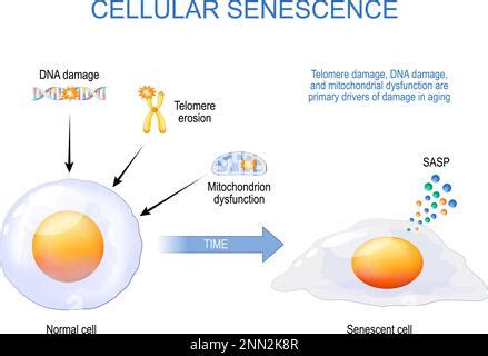 Senescent Cells Cellular Senescence From Dysfunction Of Mitochondria