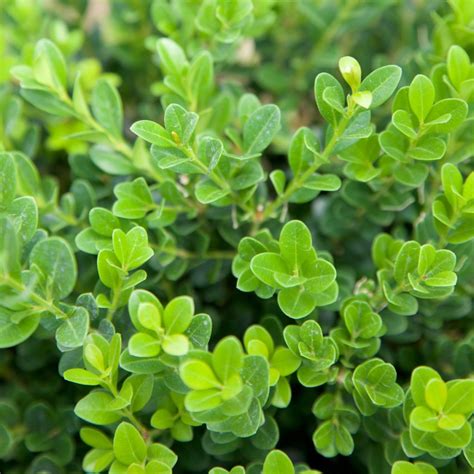 Boxwood Baby Gem Ruibals