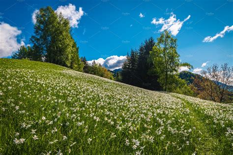 Blooming white daffodil flowers | Nature Stock Photos ~ Creative Market