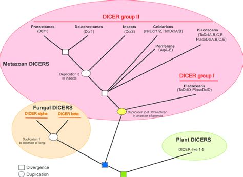 Tree Based Scenario For The Evolution Of Dicer Proteins Boxes