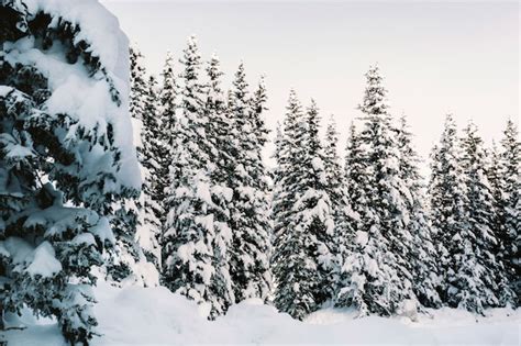 Free Photo | Snowy pine tree forest