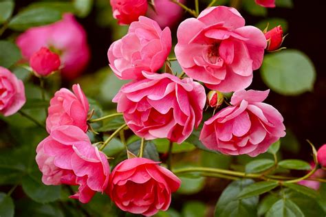 Roses in Bloom · Free Stock Photo