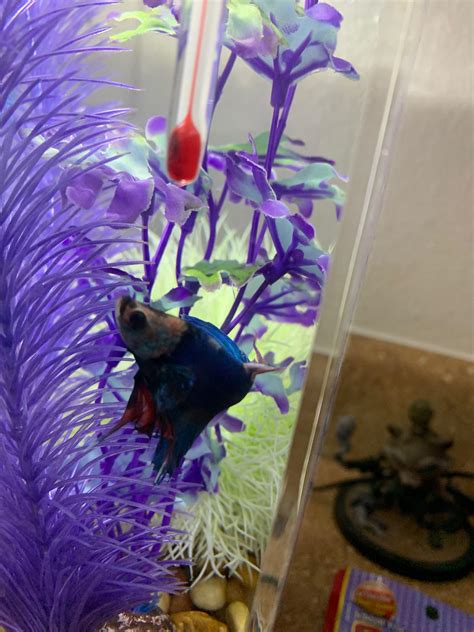 Betta changing colors?? : bettafish