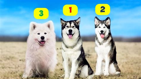 Husky Types 10 Types Of Huskies Youtube