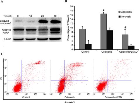 Celecoxib‑induced Apoptosis In Prostate Cancer Pc3 Cells A Pc3 Cells