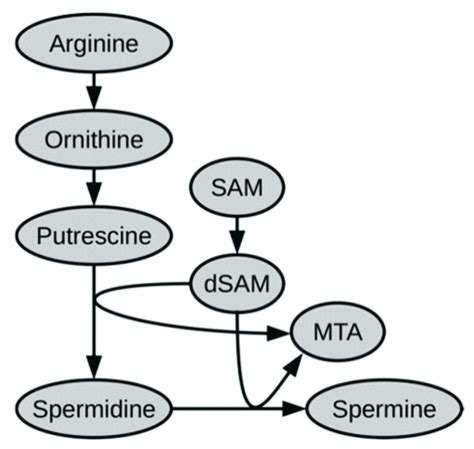 Schematic Representation Of Polyamine Biosynthesis Pathway Including