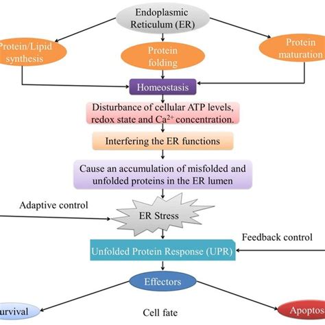 Endoplasmic Reticulum Er Stress And Unfolded Protein Response Upr