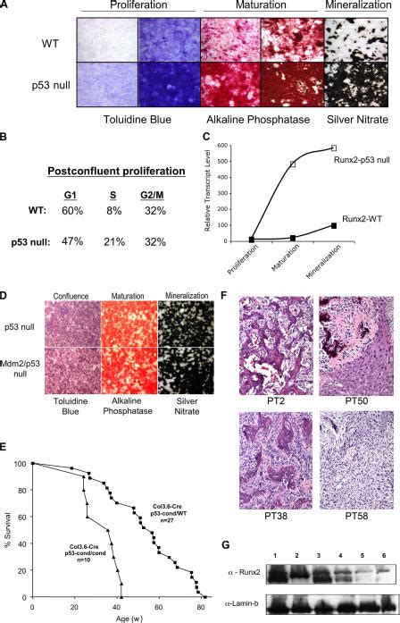 Regulation Of Osteoblast Progenitor Differentiation And Osteosarcoma