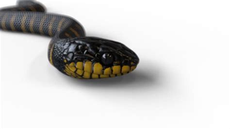 160+ Snake Reptile Side View Wildlife Stock Videos and Royalty-Free ...