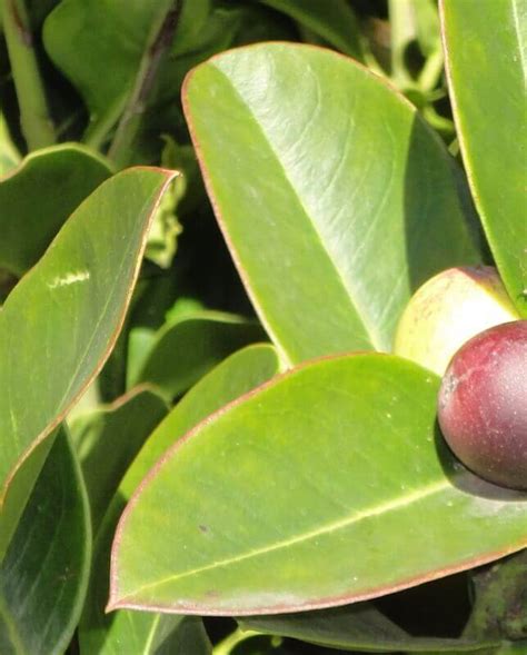 Acokanthera Oppositifolia Bushman Poison Plantinfo