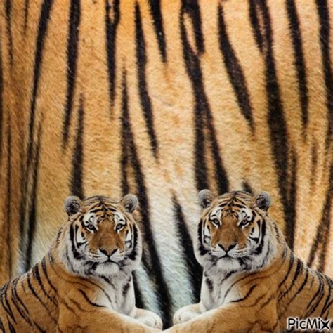 Tiger Free Png Picmix