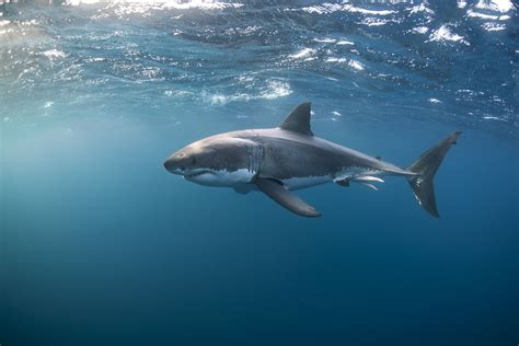 Only 3500 Great Whites Now Left In The Wild