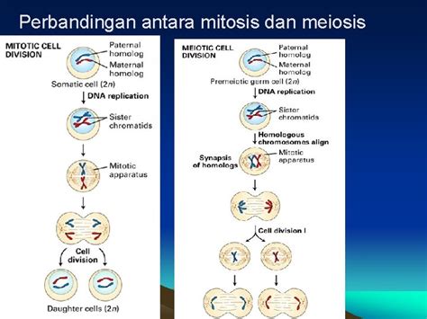 Perbezaan Mitosis Dan Meiosis Nota Sains Cikgu Faten Satu Hari Satu