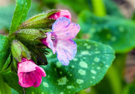 Roy Davidson Lungwort The Official Website Of Central Park Nyc